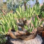 Pachypodium inopinatum live plants for sale