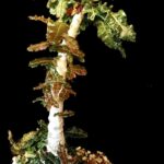 Boswellia Nana (3 Seeds) Caudex